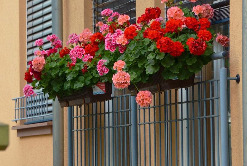 The Best Flowers for Apartment Balconies in Northern California
